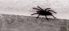 Selenocosmiinae