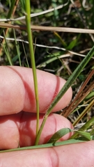 Eragrostis lugens