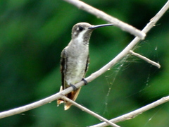 Plain-Capped Starthroat photo 4