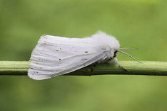 Spilosoma urticae