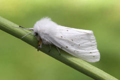 Spilosoma urticae