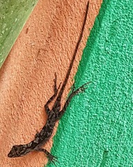 Anolis schiedii
