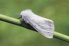 Spilosoma urticae