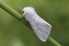 Spilosoma urticae