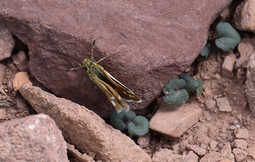 Image of Packera porteri by (c) John Powers, some rights reserved (CC BY)