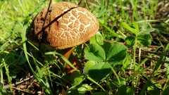 Xerocomellus chrysenteron
