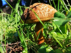 Xerocomellus chrysenteron