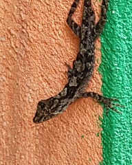 Anolis schiedii