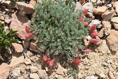 Oxytropis podocarpa