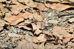 Eremnophila