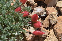 Oxytropis podocarpa