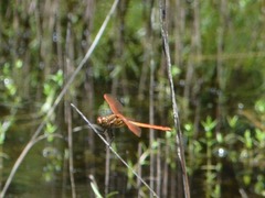 Libellula auripennis