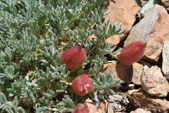 Oxytropis podocarpa
