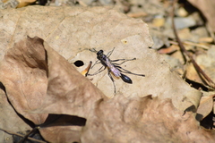 Eremnophila