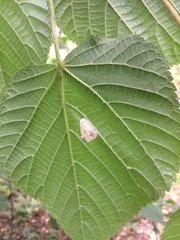 Phyllonorycter issikii