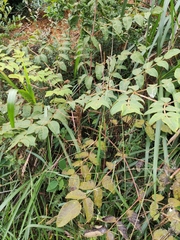 Aralia decaisneana