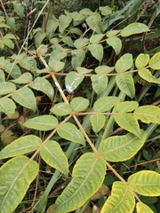 Aralia decaisneana