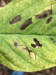 Bucculatrix frangutella