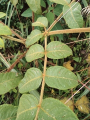 Aralia decaisneana