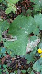 Acidia cognata