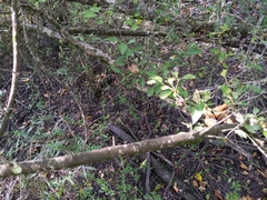 Forestiera acuminata