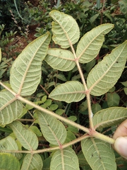 Aralia decaisneana