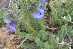 Polemonium confertum