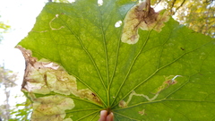 Acidia cognata