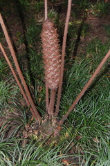 Ceratozamia