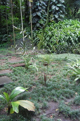 Ceratozamia