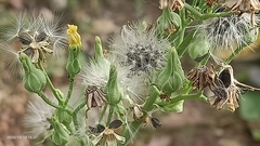 Erechtites hieraciifolius