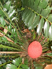 Encephalartos ferox
