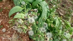 Erechtites hieraciifolius