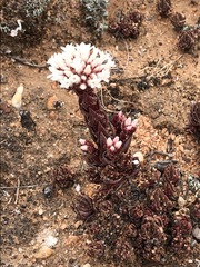 Crassula alpestris