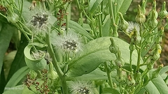 Erechtites hieraciifolius