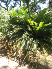 Encephalartos ferox