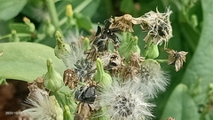 Erechtites hieraciifolius