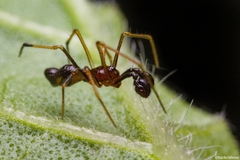 Coleosoma