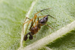 Coleosoma