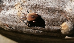 Entiminae