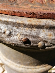 Entiminae