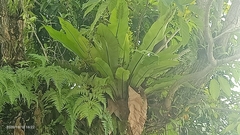 Asplenium nidus