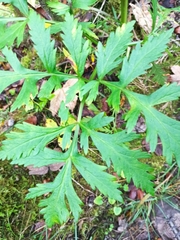 Pleurospermum austriacum