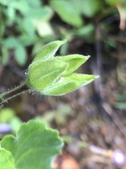 Abutilon sonneratianum