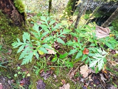 Pleurospermum austriacum