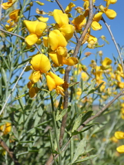 Calobota cytisoides