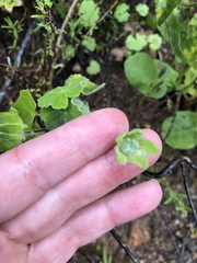 Abutilon sonneratianum