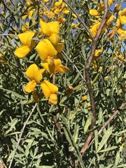 Calobota cytisoides