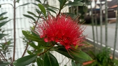 Xanthostemon youngii