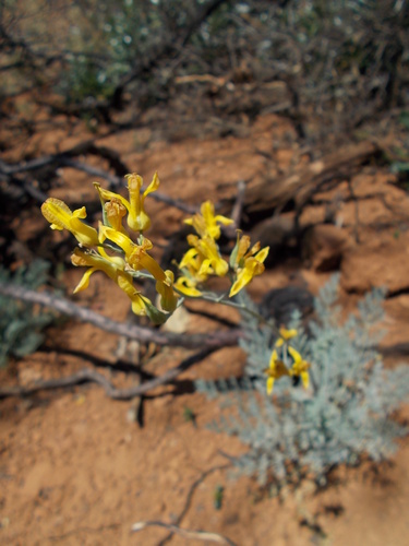 Golden Eardrops seedling